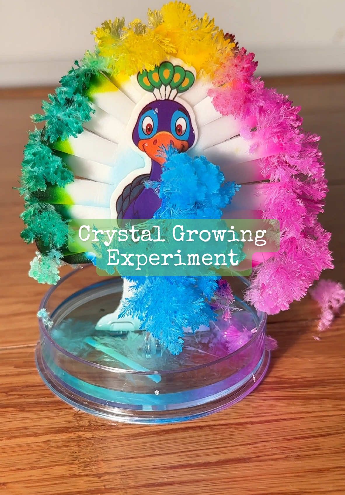 Apparently when you dissolve 2 ingredients in water with food colouring, it can produce crystals! So I obviously tried it 🙃 There are two ingredients that help plants grow big and fast. So I took those two ingredients and experimented to see if instead of growing plants, i could grow crystals. I know it sounds crazy, but hear me out. I got this peacock and I dipped the edges in food colouring. Then I added those two ingredients that help plants grow at the base of my peacock - potassium and phosphorous. When I mixed them together with water, they dissolved and then the liquid started to climb up the peacock, which is actually a process called capillary action, you can compare it to the way plants drink water from their roots up through their stems to give the leaves more life and to help them grow! Once the liquid was done climbing the peacock, it evaporated and that’s when I began to see little tiny bits start to stick together and crystallize, forming what we know as crystals! I learned that when you dissolve potassium phosphate in water together with a food colourant, it can produce beautiful crystals that match the shape the form on! So…not only did we grow crystals but we also learned that there actually is a way to make plants grow bigger and stronger. Cool, huh? #crystals #grow #cool #science 