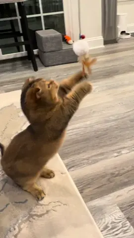 Play time! @Turnipet Store wand is Simaba's favorite #cats #catsoftiktok #fypage #fyp #foryoupage❤️❤️ #fypシ゚viral #turnipet #wand 