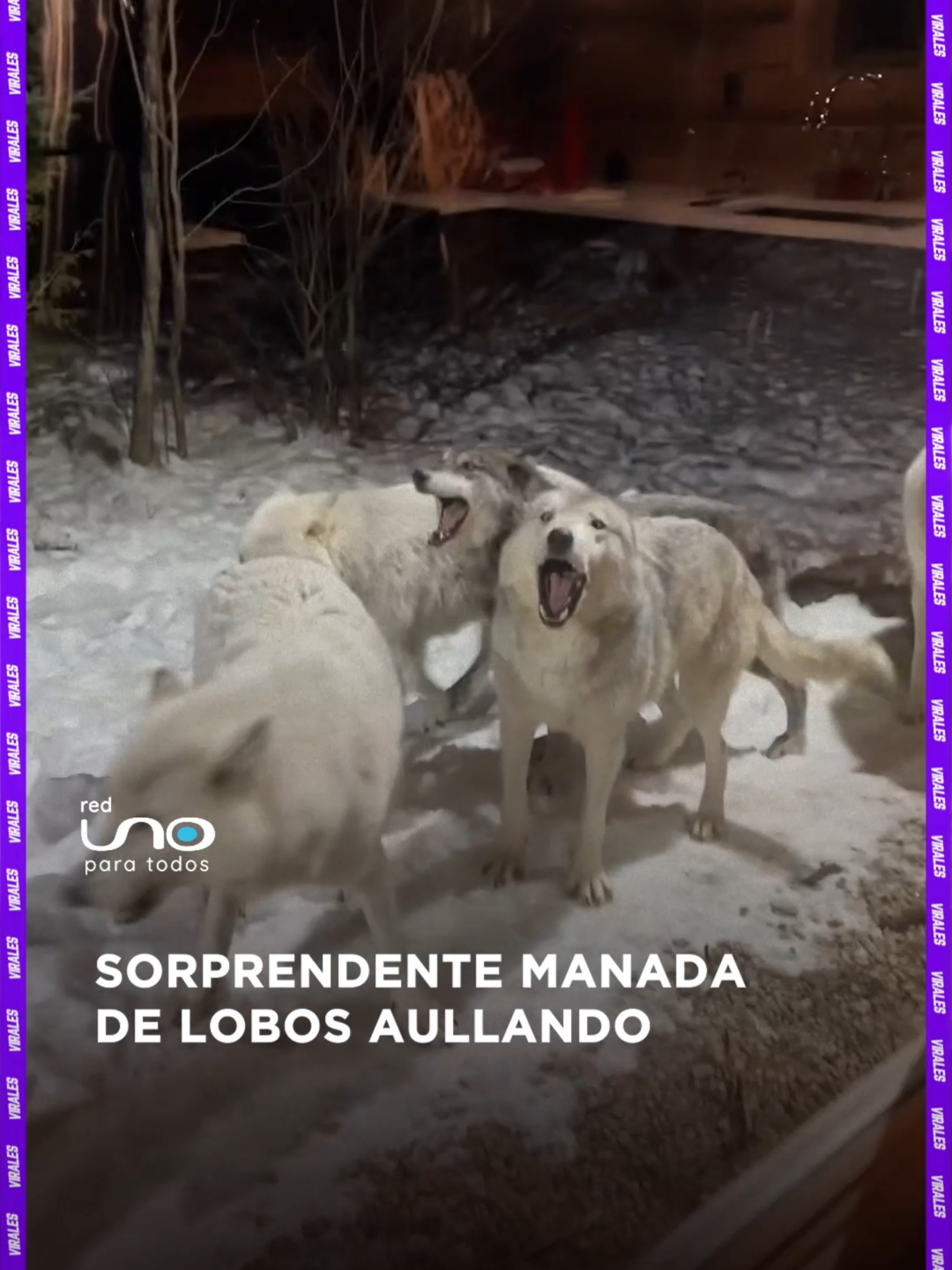 #Viral · Sucedió en Canadá, un usuario registró el impresionante aullido de una manada completa de lobos. Visita nuestro portal de noticias reduno.com.bo #RedUno #Lobos #Animales