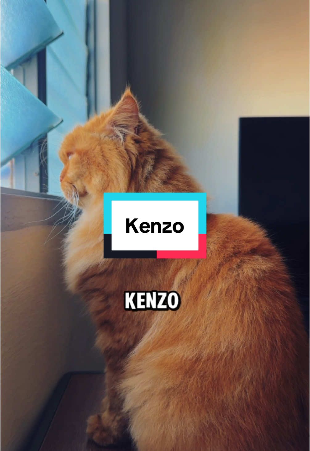 Pesanan ikhlas dari Kenzo buat semua acik tiktok.  #kenzo #cat #kucing #tiktok 