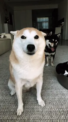 #dogsoftiktok #dog #doglover #doglover #cachorro #fyyyy