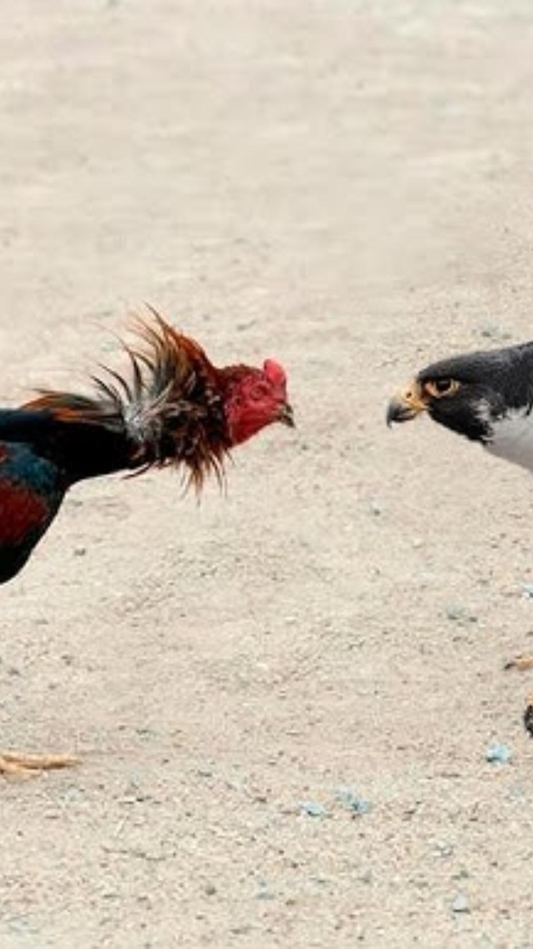 🦅vs🐓 #viral #bild #amazing #very_cool #video #foryou #fyppppppppppppppppppppppp #wildlife_zero #Nice #foryoupage #f #fypage 