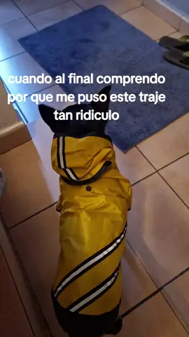 traje de aguas para perros# perro ,nombre chulo