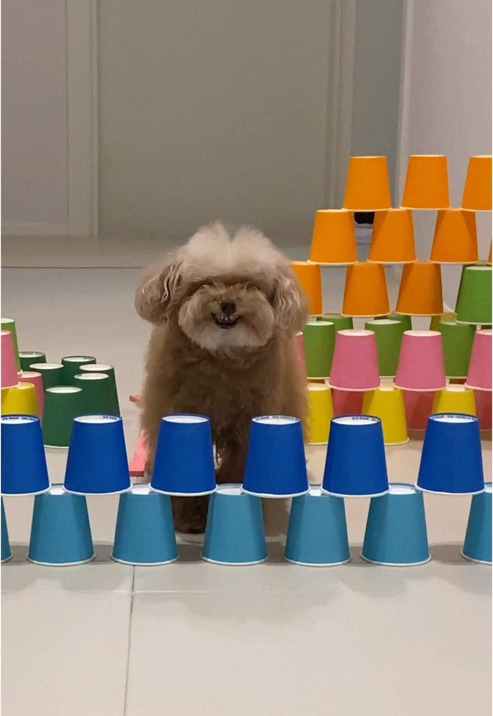 Domino Challenge🐻 #미소아라티티 #미소아라 #misoara #pet #dog #dogchallenge #강아지챌린지 #domino #강아지 #반려견 