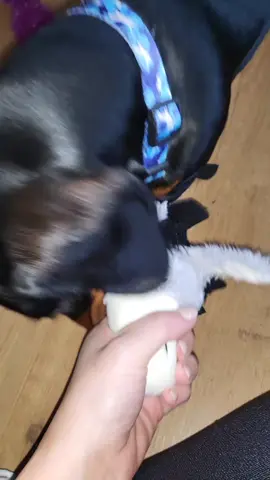 fast at ripping toys to shreds 😂😂😂