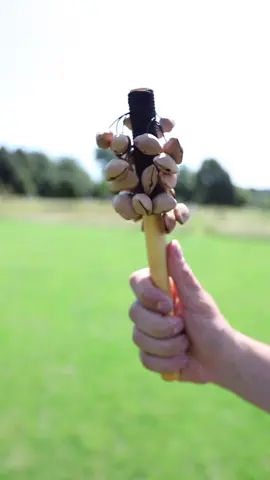 The Kenari shaker is a stunning natural instrument crafted from seed pods of the canarium tree. These trees can reach up to 50 meters in height and are found in tropical climates worldwide; in Africa, their seeds are known as chacha. Unlike the deeper tones of pangi or bento shakers, the Kenari produces a higher-pitched, clear, tinkly sound. Its handle is fashioned from sustainable Balinese soft wood, adorned with intricate engravings by Balinese artisans. #percussion #instrument #music #cultural #sounds #wood #shaker 