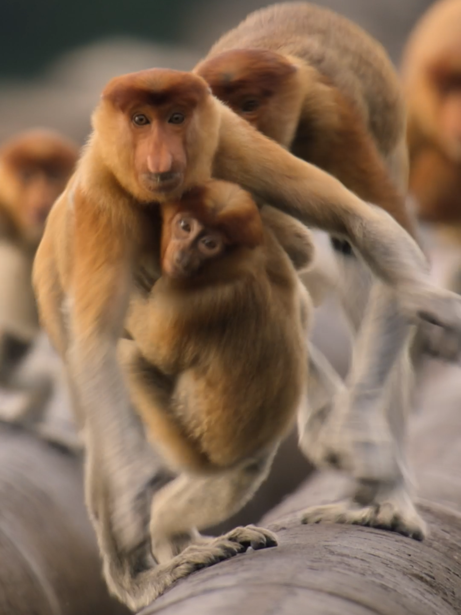 One continent, endless wonders 😮 If you think you have seen the best the natural world has to offer, think again! Join Sir David Attenborough as he takes you across our planet’s largest continent. #SirDavidAttenborough #AsianWildlife #Nature #NaturalWorld #Asia #BBCAsia