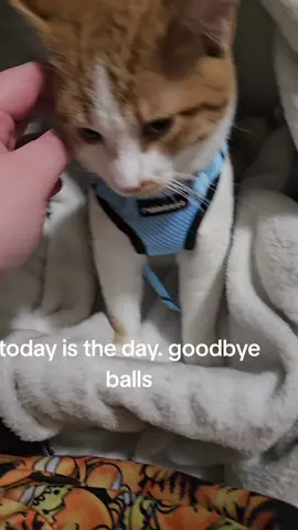 hooray!!! HIS NAME IS NOT BALLS 😭😭😭😭😭😭 #kittensoftiktok #catsoftiktok 