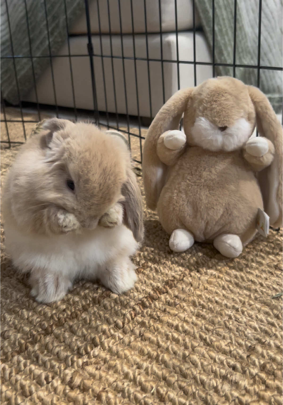 twin #bunny #twin #plushies #baby #cute #themarias #rabbits #foryou #PetsOfTikTok 
