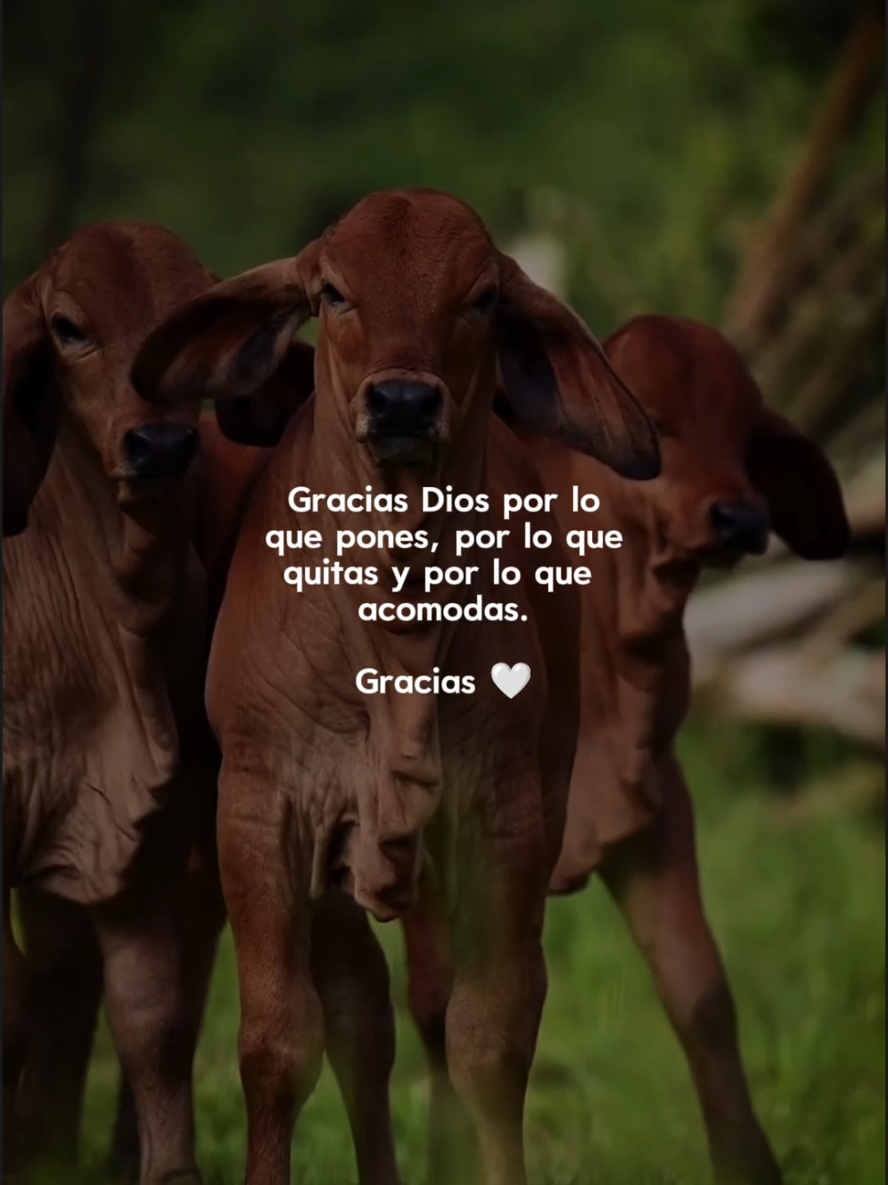 Gracias padre Dios 🙌🏻❤️🐮🤠#Diosesbueno #campoganadero🐮 #ganaderia🐂🐎 #creatorsearchinsights #superacion #Agroganaderia #