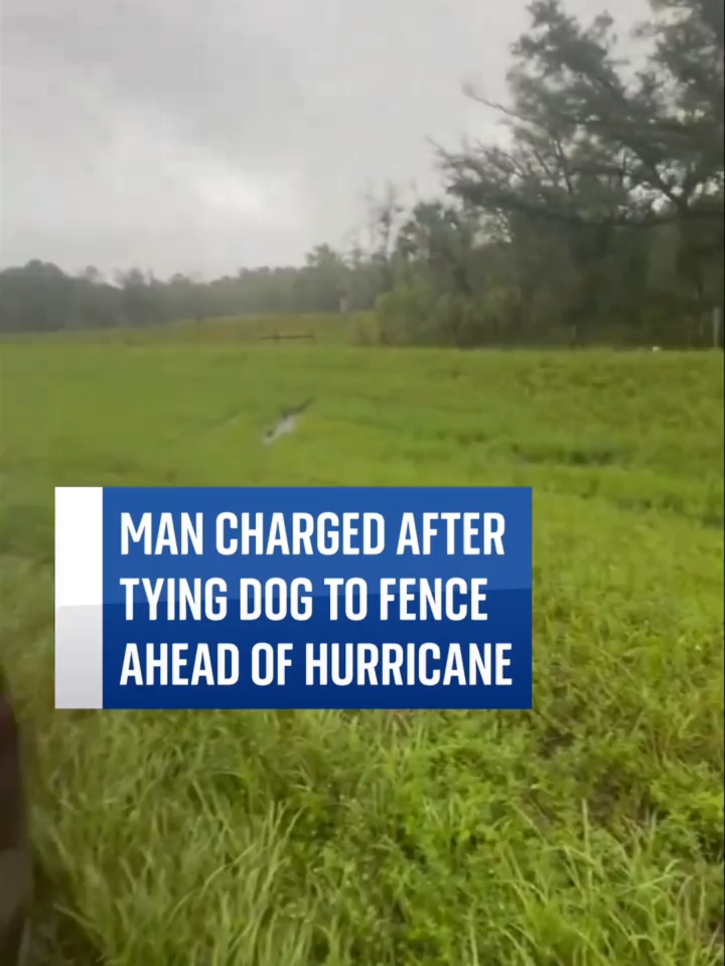 Man charged with animal cruelty after tying dog to fence and abandoning it in Florida ahead of Hurricane Milton. #SkyNews