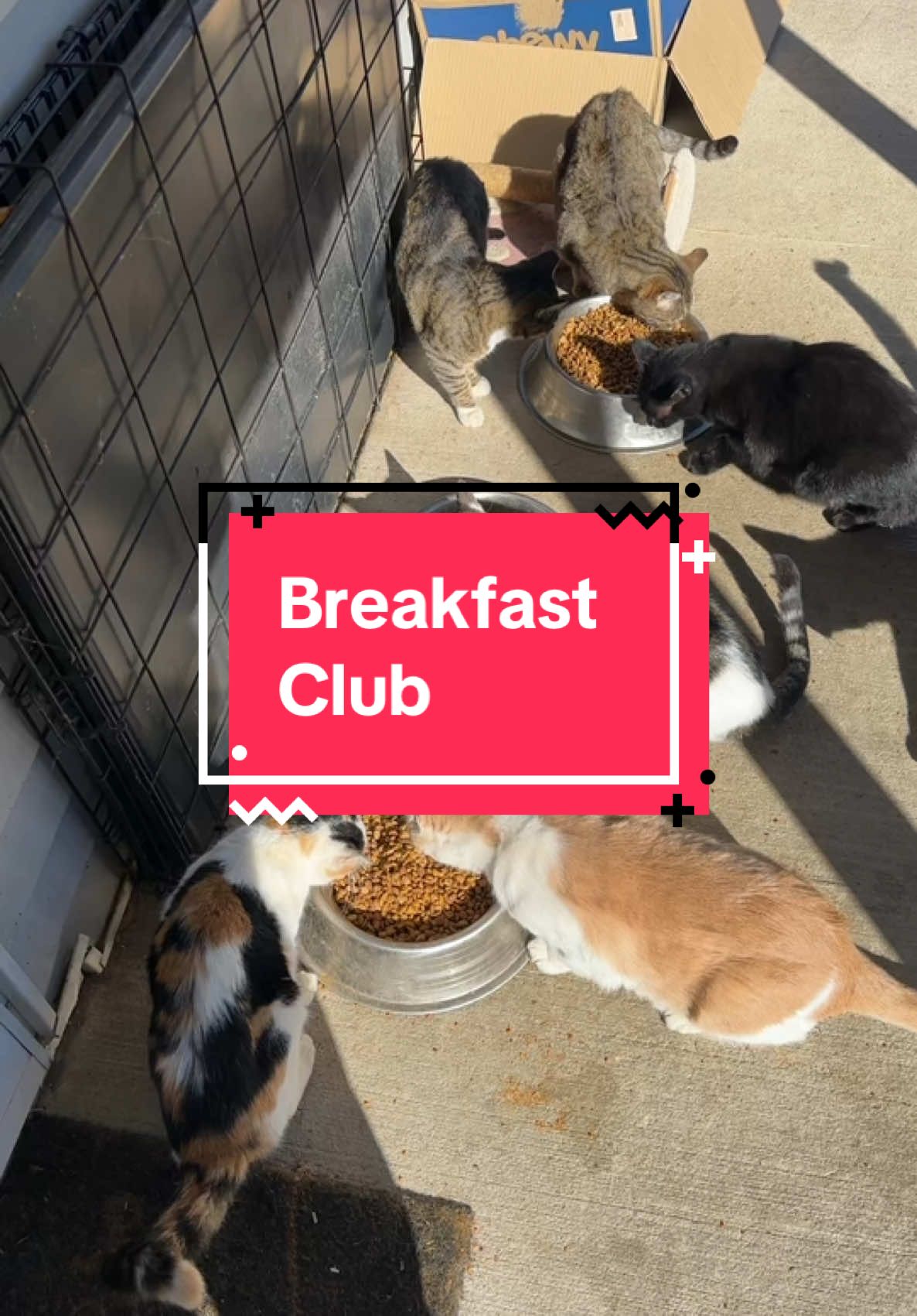 Breakfast Club 🥞 #cats #cattok #colonycats 