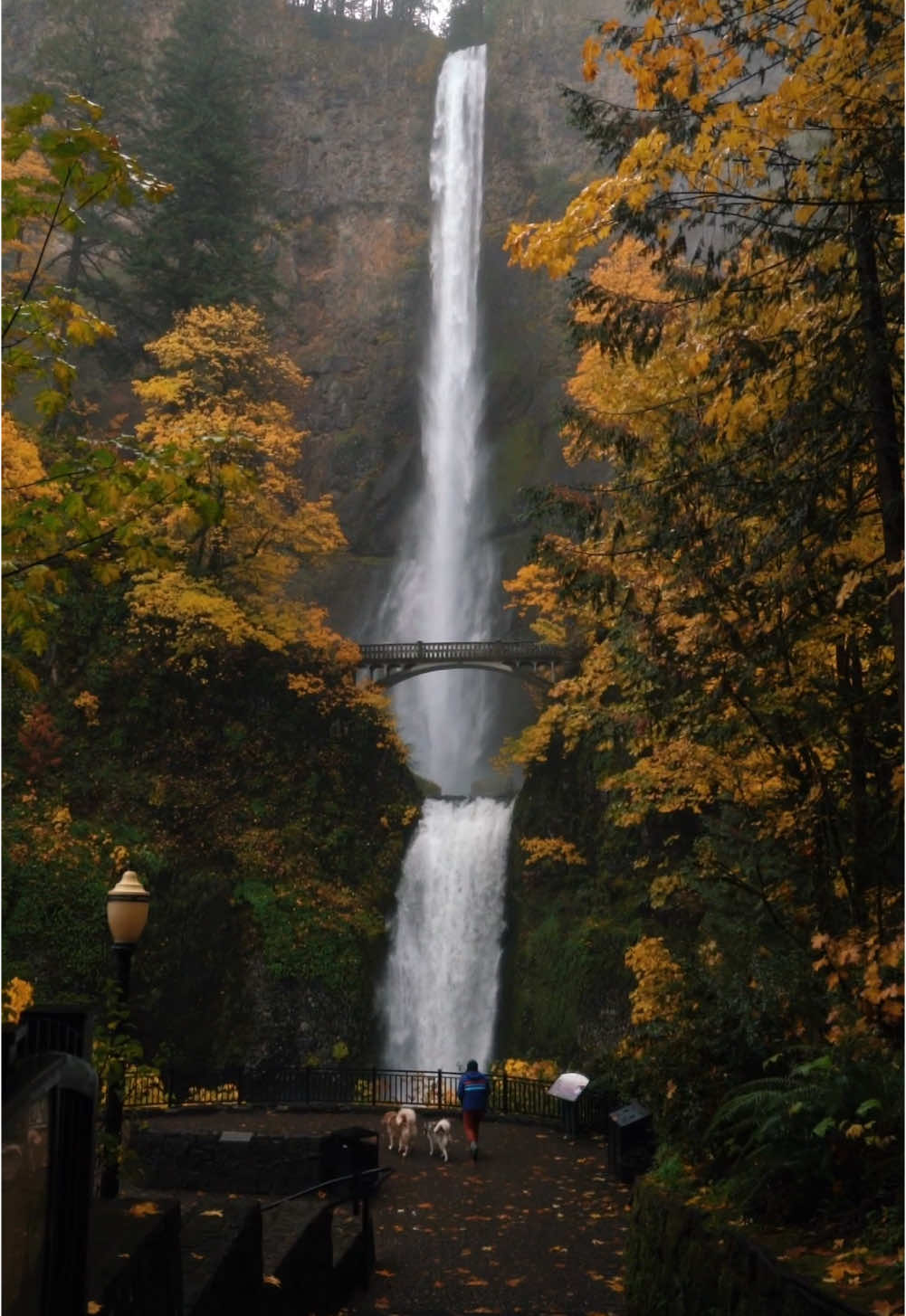 Only about 2 weeks until the Colombia River Gorge looks like this🍁🍁🍁