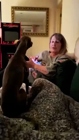 Try not to laugh#funny #funnyvideo #funnyanimals #funnypets 