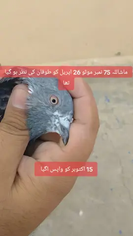#fypシ #peigeons_lovers #makemefamous #kabootarbaazi #mirza_pegion_club #pakistanpegions #mmpegionclub #attockcity #plzunfrezemyaccount #unfreezemyacount #unfreez 