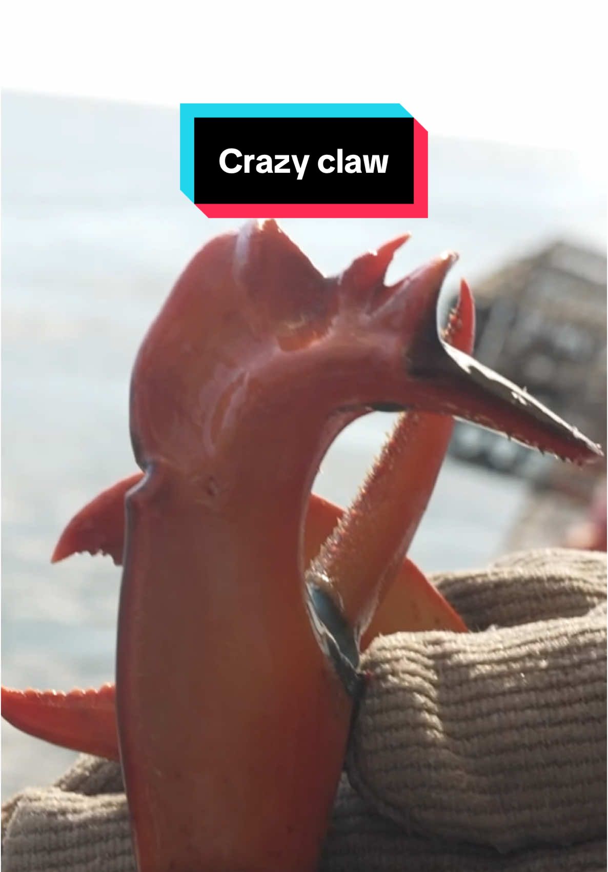 The craziest claw I’ve seen on a lobster #maine #lobster #sustainable #forthefuture #commercialfishing #seafood #interesting #didyouknow #education #learn 