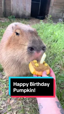 Happy Birthday Pumpkin!! 🎃 Pumpkin the capybara turns two today! She enjoyed a tasty little “cake” to celebrate 🥳 #capybara #capybaralove #capybaras #capybaramemes #happybirthday #birthday #birthdaycake #animals #capybaratiktok #animalsoftiktok #foryou #fypage 