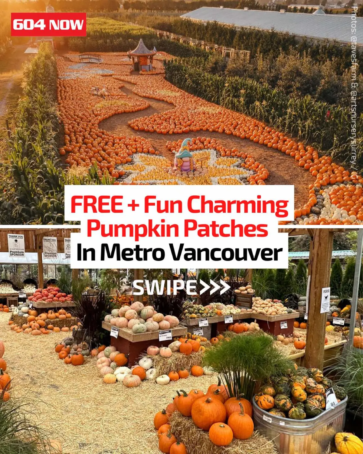 Which pumpkin patch will you be visiting? 🎃 #604now #vancouver 