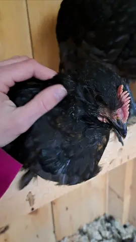 Next up for an introduction is Luca! Luca is a ten week old Favaucana rooster (cross of Salman Faverolles and Ameraucana). He was stuck in his egg for almost 2 days while hatching, I had to help him finish his escape. He's my only brown(ish) chicken and a total sweetheart ❤️🥰I like to think he's greatful 😂 #Favaucana #hatching #rare #chickens #chicken #prettyboy #sweet #farm #fyp #chick #chicks #birds #farmlife #brownchickenbrowncow #sleepy #vermont #fall #cute #PetsOfTikTok #pets #cuddles #rooster #roostersoftiktok 