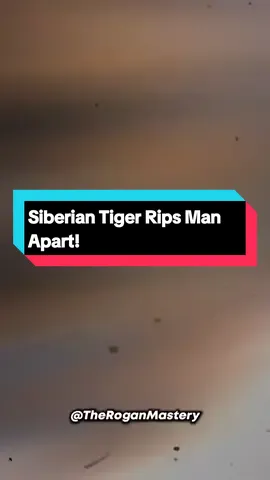 Siberian Tiger Rips Man Apart! #joerogan #storytime #tiger #tigers #siberiantiger #shorts #viral fyp