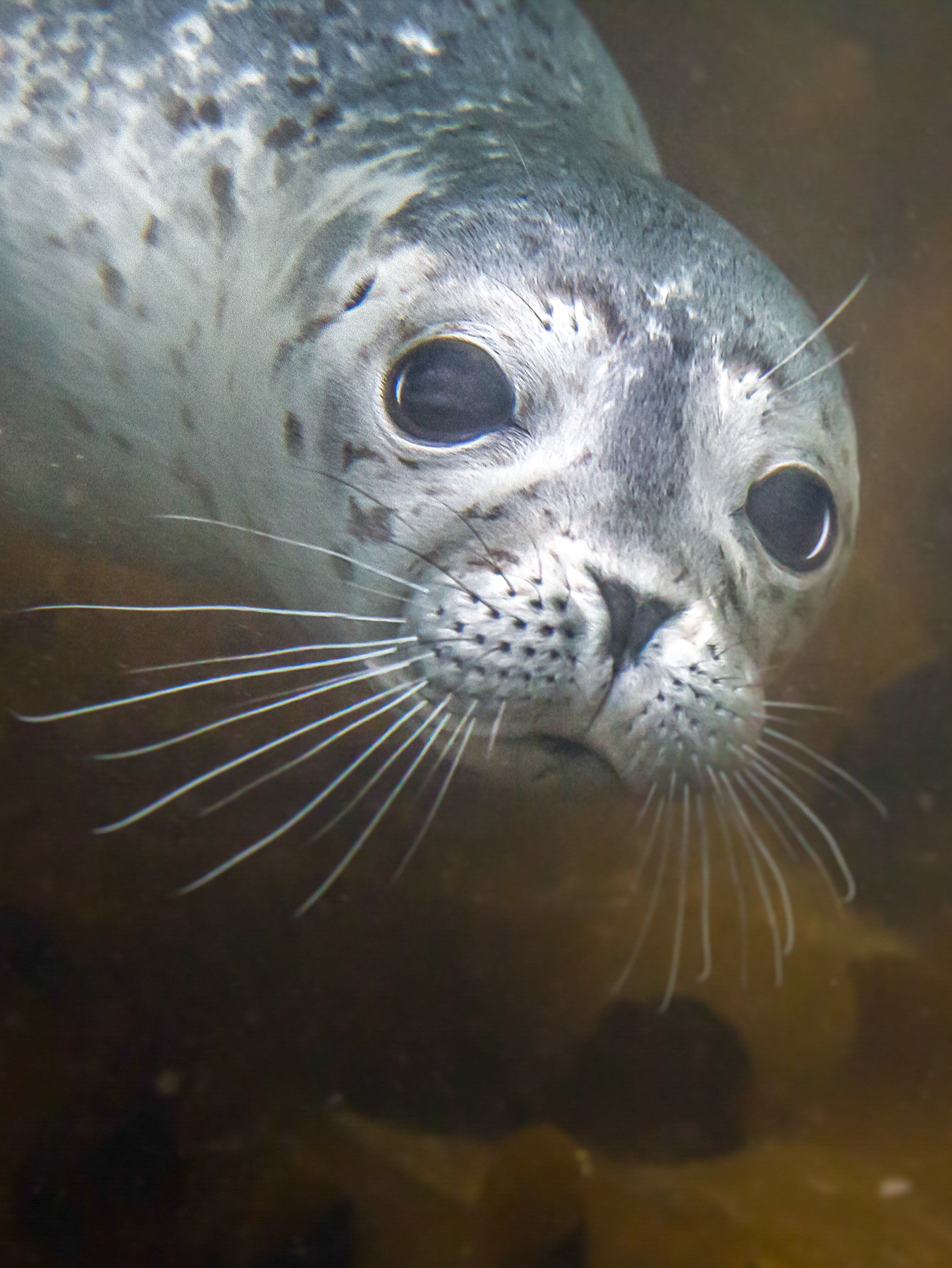 En plongeant dans la baie de Gaspé, je suis tombé sur ce groupe de phoques qui dormait sous l’eau! C’était assez comique de les voir ainsi, au repos à environ 5 mètres de profondeur. . . . #seal #wildlife #nature #rgaspesie #ikelite #underwater