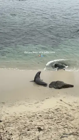 sea lions in la jolla cove!🦭🌊🦪 #lajolla #lajollasandiego #lajollacove #sealions #lajollasealions #sandiego #sandiegohiddengems #sandiegolife #marinelife #ocean #oceanlife 