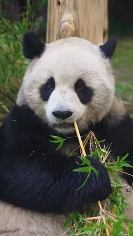 🚨PANDA CAM IS ON🚨 Keep up with Yun Chuan and Xin Bao at Panda Ridge from anywhere in the world: http://sdzoo.com/pandacam Credit: @sandiegozoo