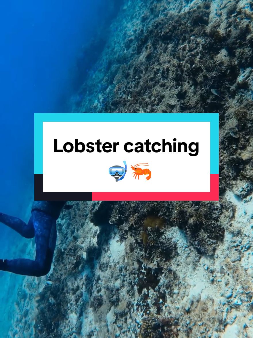 Lobster catching  #spearfishing #fishing #lobster #lobsterfishing 