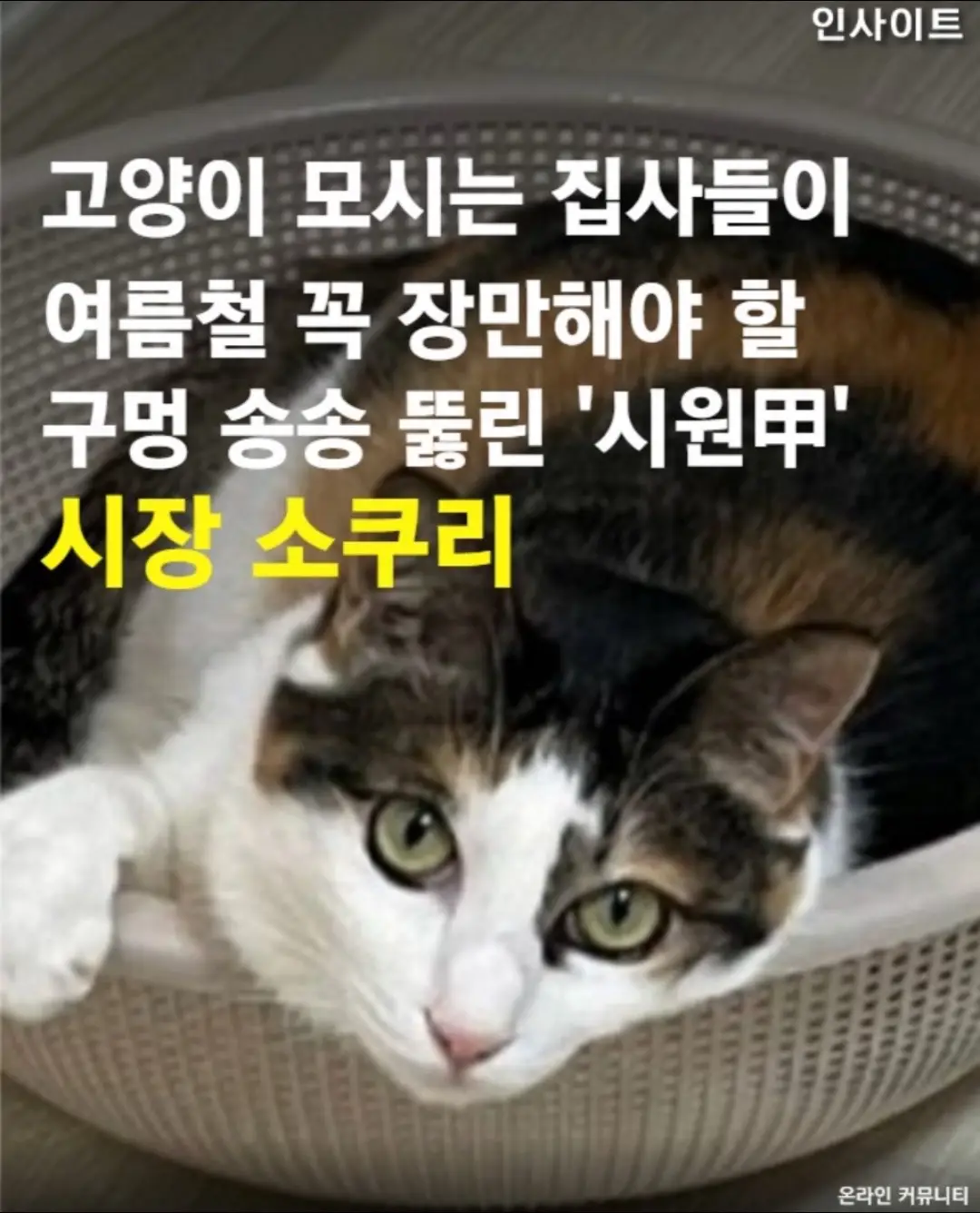 출처 : insight_pet