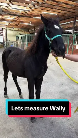 Lets measure Walter!🐴 #weanling #babyhorse #foalsof2024 