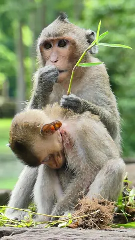 Brother so sweet with baby monkey Brair  #BriarMonkey #PoorBrother #SiblingLove #CuteMonkeys #FamilyBonding #MonkeyBusiness #AdorableAnimals #SiblingsForever #MonkeyLove #BrotherlyLove #MonkeySeeMonkeyDo #FurryFriends #MonkeyingAround #MonkeyLife #BriarBrothers