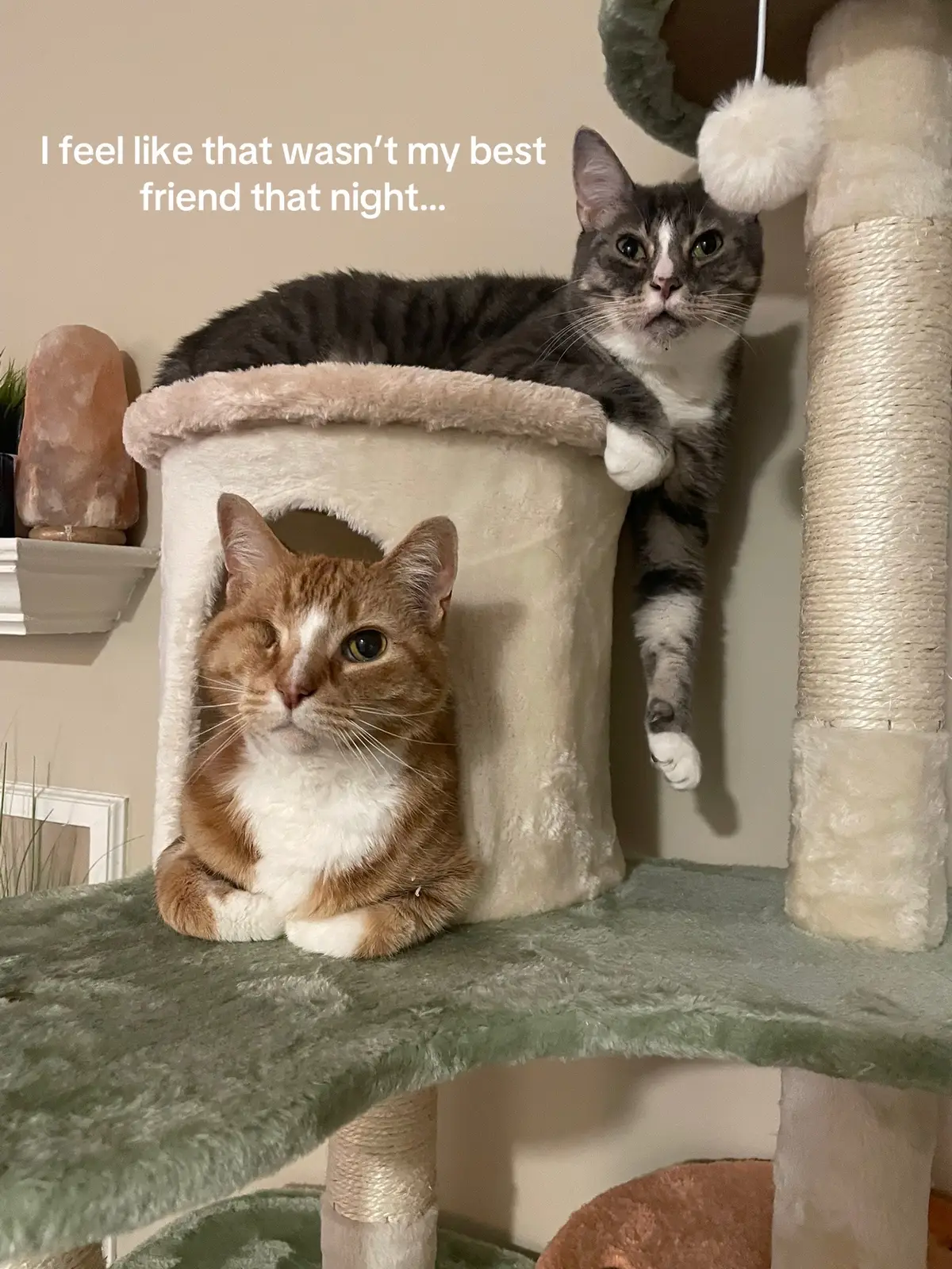 I miss their brotherly love fighting 😿 #catlady #catsoftiktok #fyf #fyp #trending #trend 