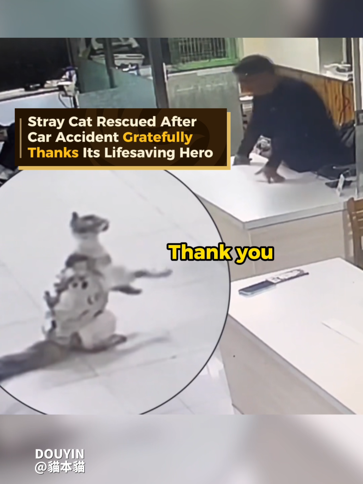 🥹Touching Moment: Stray Cat Rescued After Car Accident Gratefully Thanks Its Lifesaving Hero A severely injured stray cat, after surviving a life-threatening car accident, went for a walk and recognized the surgeon who saved it. Despite its weak condition, the cat bowed in gratitude to its lifesaving hero. #touching #cat #catsoftiktok#animals #Chinanews #Chinatrends #fyp #trending