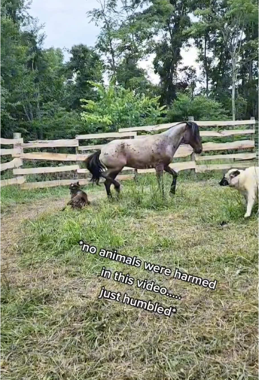 Funny situations of animals on the farm🤣#funny #farm #funnyanimals #fail #cow #goat🐐 #dog #horse #humor #farmlife #🤣🤣🤣 