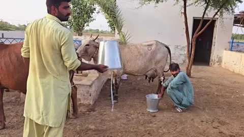 Milking of Ranjhi and Laari cows! #cholistanicow #cholistani #cholistan  @Sajid bukhari290hr @Cholistani Breeder@GILL @Tariq Sultan 