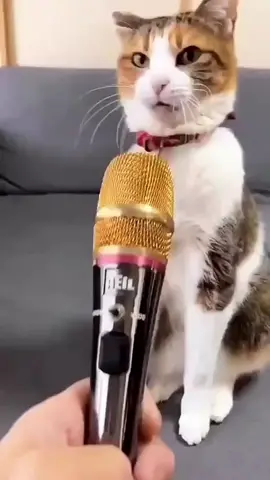 When cats have microphones#cat #cats #fyp #catsoftiktok #fypシ゚viral #fy #funny #funnycat #foryou #popularvideo #pets #pet #PetsOfTikTok #foryoupageofficiall #microphone 🤣🤣🥰🥰