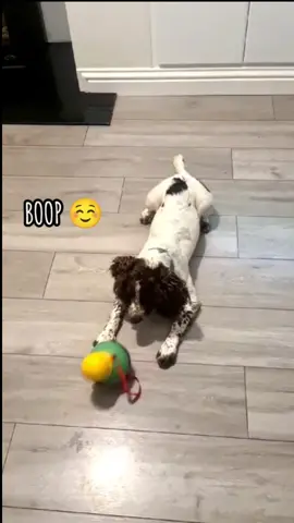 Hey, I'm Jerry, one of the Wowzama dogs and I wanted to show off my new toy. I've got a small version but larger ones are available too. Click the link to see ☺️ #dogtoy #bobalot #starmark #dog #dogsoftiktok #treatdispenser #interactivedogtoy #springerspaniel  #clinivet 
