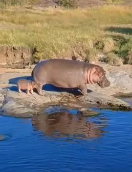 Awww, the way the baby slid into the water ! Absolutely precious. 🥲🥰🥰🥰 #elleafricasafaris #elleafricasafari #safari #gamedrive #wildlife #africanwildlife #hippo 