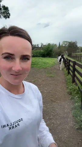 Finally a treat of the day thats been a hit! Banksy is a healthy boy! Enjoy all those crunching, munching and chewing noises! #horse #horses #horsesoftiktok #equestrian #equestrianlife #equine #warmblood #blackandwhite #treatoftheday #fyp 