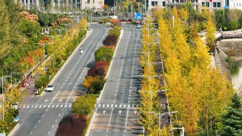 Fall is when the ginkgo trees truly steal the show! Ginkgo Park, located along the southern bank of the Danjiang River in Shangluo City, Shaanxi, stretches 3,300 meters from east to west in a charming ribbon-like layout.