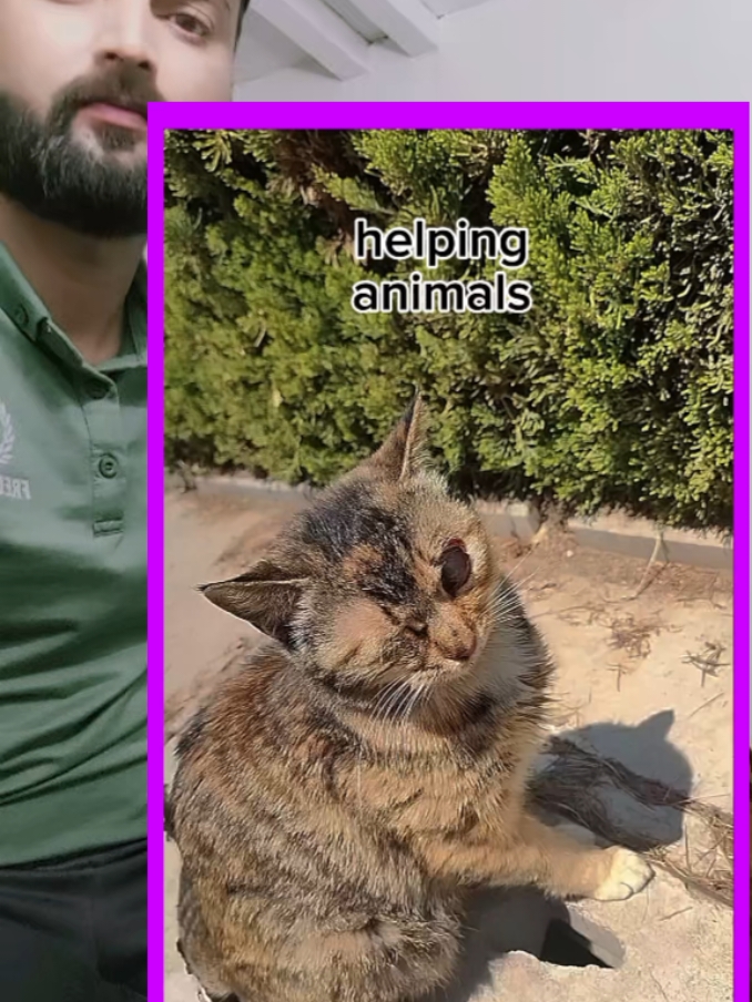 HELPING ANIMALS 🐈🐈  POOR CAT RESCUE 🥺🥺 #cat #rescue #treanding #rescueanimals #animals #catsoftiktok #cats #for #foruyou #fyp #video #fyp #viralllllll #pets #pet #fyp #puppies #catrescue #f #catlover #puppielover #animallover #catvideo #cutecat #catlove #goviral #kintten #catlovers #foryoupage❤️❤️ 