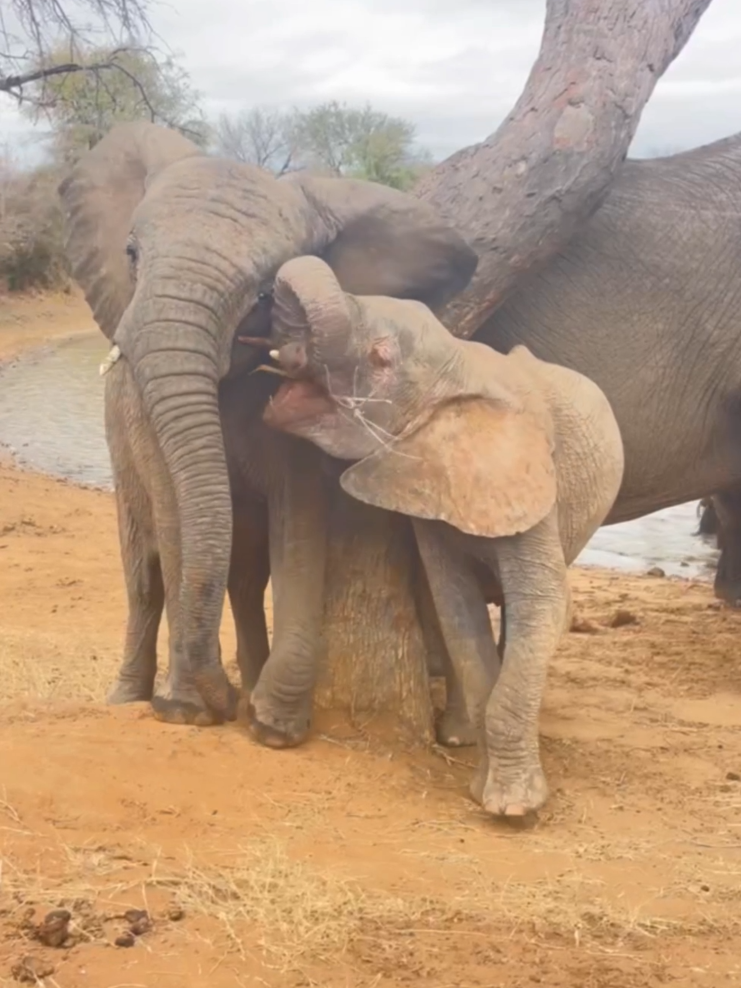 Sisters by heart, Khanyisa and Timisa share tender moments together, even if it involves a bit of head-clashing 💞🐘 #everyelephantneedsaherd #elephantlove #africanelephants #babyelephants #elephants