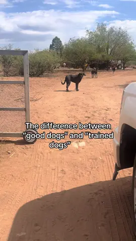 Sadie’s tail wag at those little (harmless but annoying) dogs is MENACING 😅😬👍🏻👏🏻 she’s saying “come on… enter the gate… come on and try” #fyp #foryou #foryoupage #farmtok #farmlife #canecorso #canecorsoitaliano #workingdog #arizona 