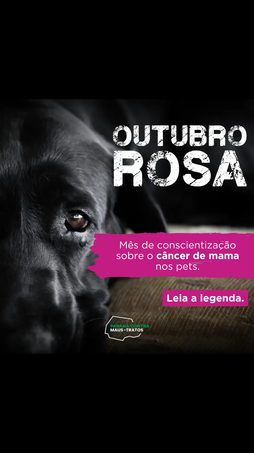 Você sabia que o câncer de mama também atinge os pets? O Outubro Rosa conscientiza sobre a prevenção desse câncer nos nossos animais. Assim como nós, nossos pets também precisam de cuidados e check-ups regulares. Compartilhe essa mensagem de amor e cuidado para garantir que todos os animais tenham uma vida saudável e longa.