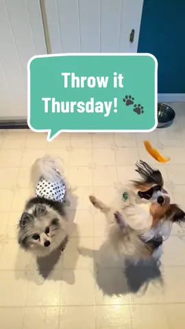 We have so much fun doing this. We hope you enjoy watching! #dogs #dogs #dogsoftiktok #fyp #funnydog #cutedog #dogtrick #4dogs1home #pomeranian #seniordog #seniorpomeranian #papillon #papillondog #doberman #dobermanpinscher #thursday #fridayevefun #CapCut 