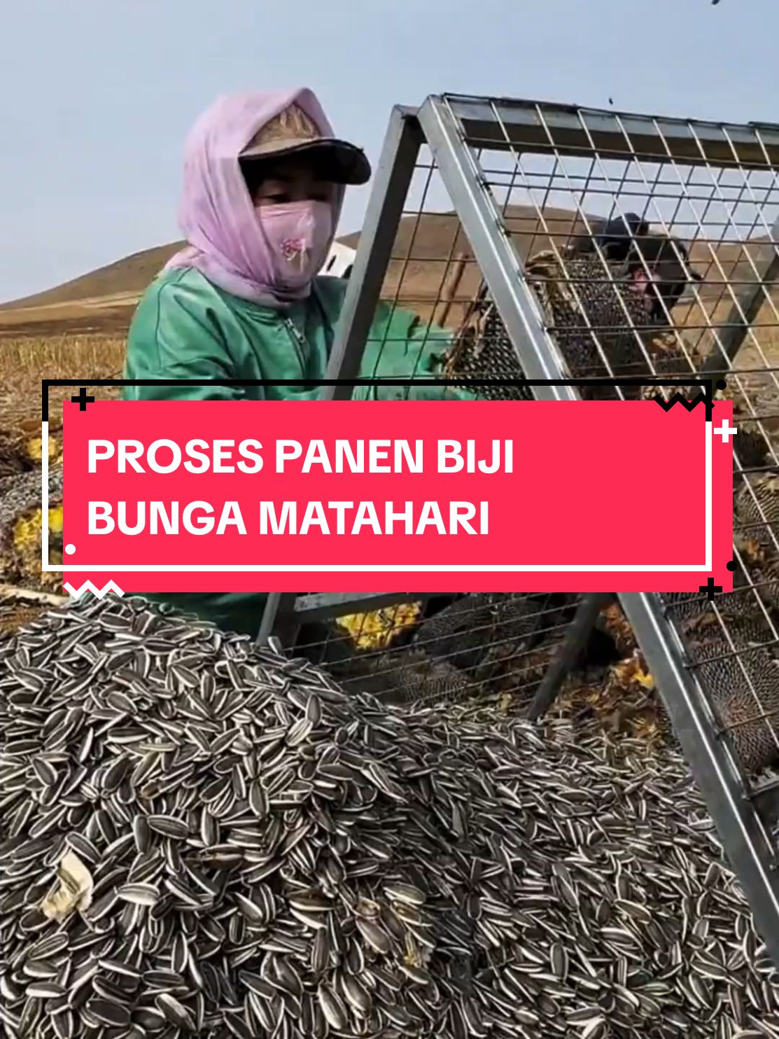 BEGINI PROSES PANEN BIJI BUNGA MATAHARI YANG JARANG DI KETAHUI BANYAK ORANG  #fakta #menarik #ceritakomedi #ceritarandom #ceritapendek #random #ceritalucu #random #informasi 