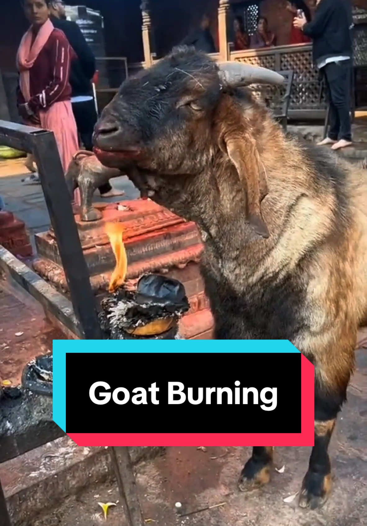 Why does this goat burn? 🔥