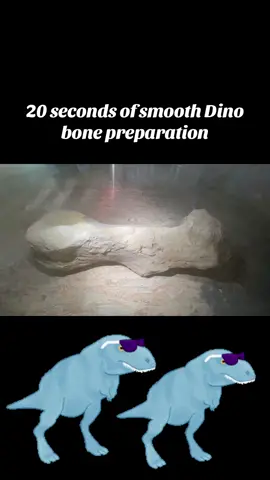 Working on smooth dinosaur bone is so satisfying. 👌🏻 #fossil #fossils #fossilhunting #fossiltok #paleontology #paleotok #dino #dinosaurs #fossilprep 