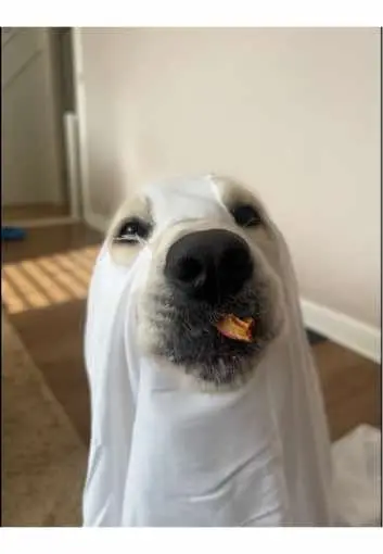 #goldenretriever #puppy #fyp #dog #dogsoftiktok #halloween #ghost #ghostphotoshoot 