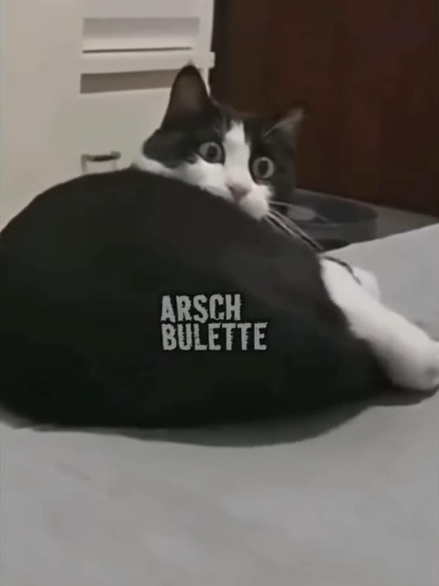 Lustige Katzengespräche 🤣🤣🤣 #funnyanimals #funnycats #synchronsprecher #lustigevideos #voiceover 